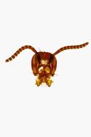 Tête d'insecte - Type broyeur - Guèpe x 2,5